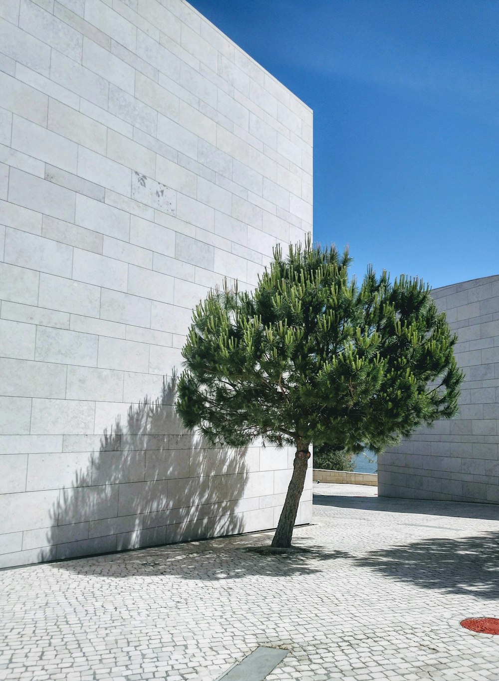 tree beside white wall