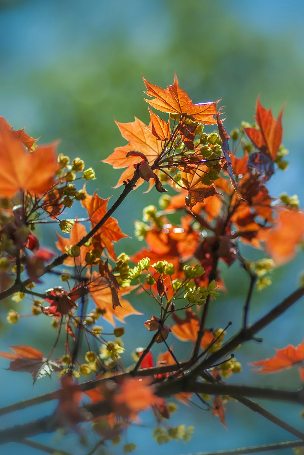view of maple leaves