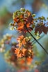 selective focus photography of green and brown petaled flowers