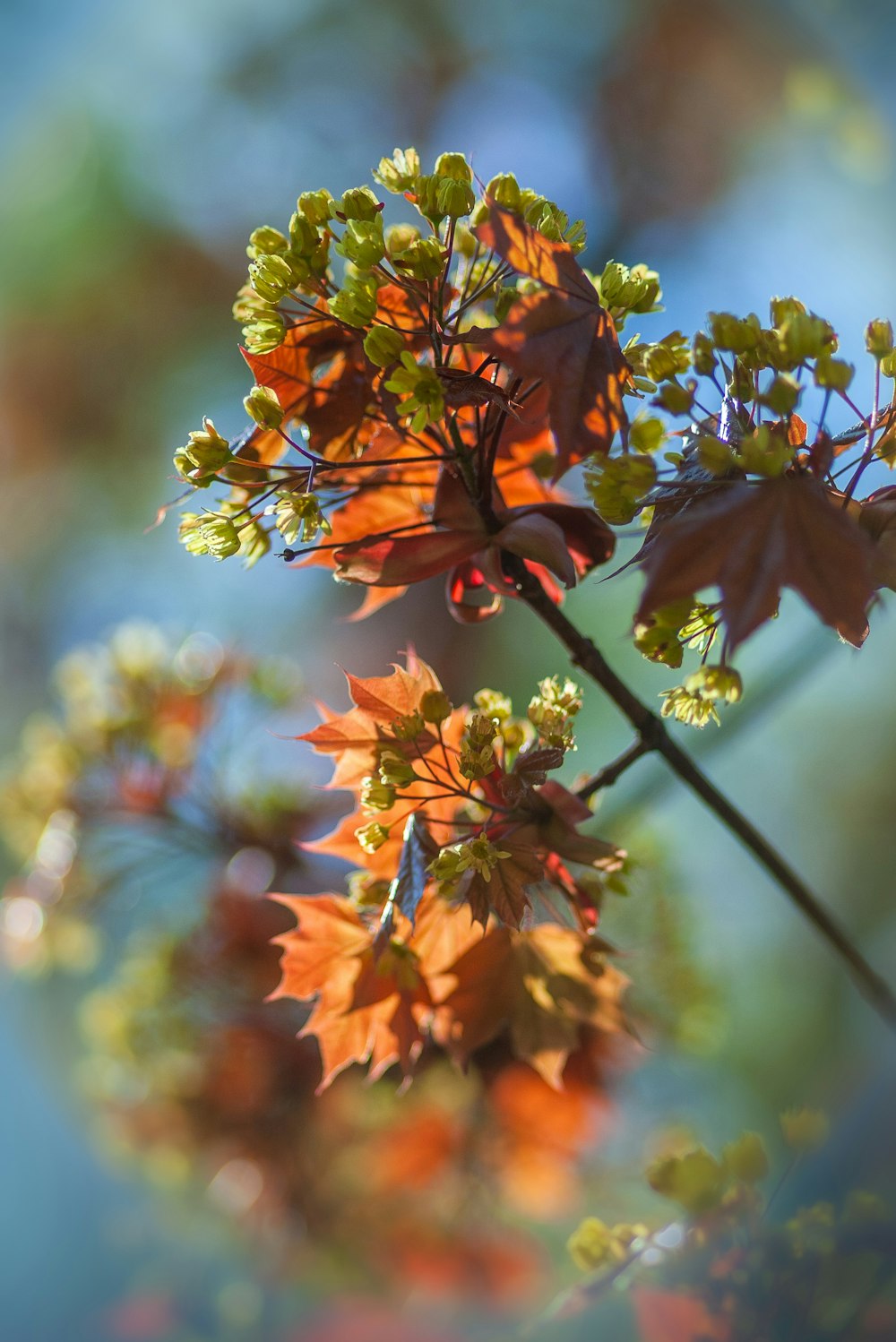 selective focus photography of green and brown petaled flowers