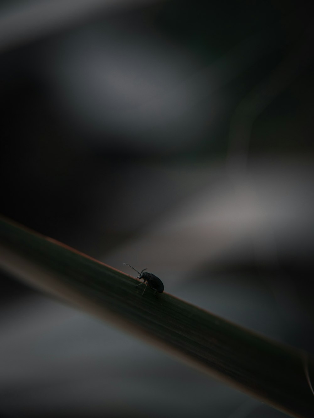 selective focus photography of black bug on gray plants