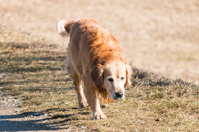 Kestrel, a Meadowbrook dog from the 2024 Bird litter, walking along a field path