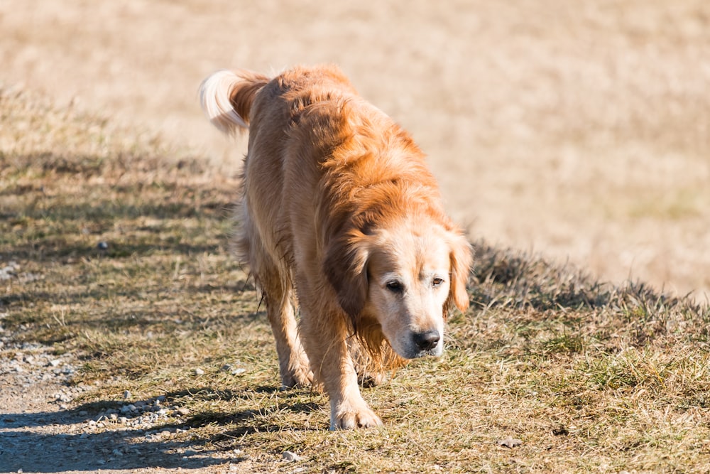 adult golden retriever walking on ground near outdoor during daytime