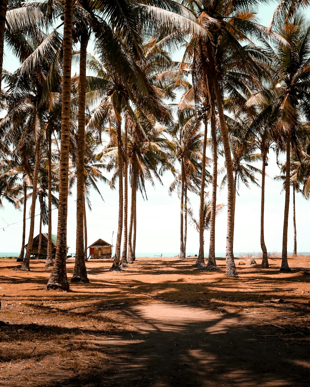 green coconut palm trees