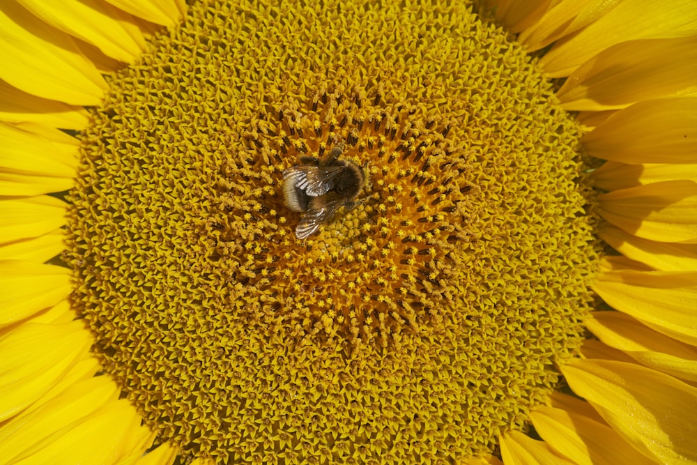 bumble bee perching on yellow sunflower