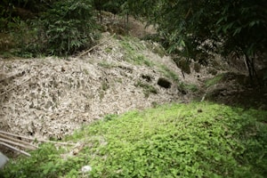 A natural setting featuring a woodland area with dense foliage. Green grasses and plants cover the ground, while overhead, larger leafy branches provide shade. The scene includes a mix of green vegetation and brown dried leaves resting on the earth.