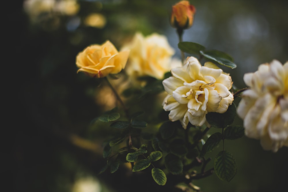 Photographie sélective de la plante de rose jaune
