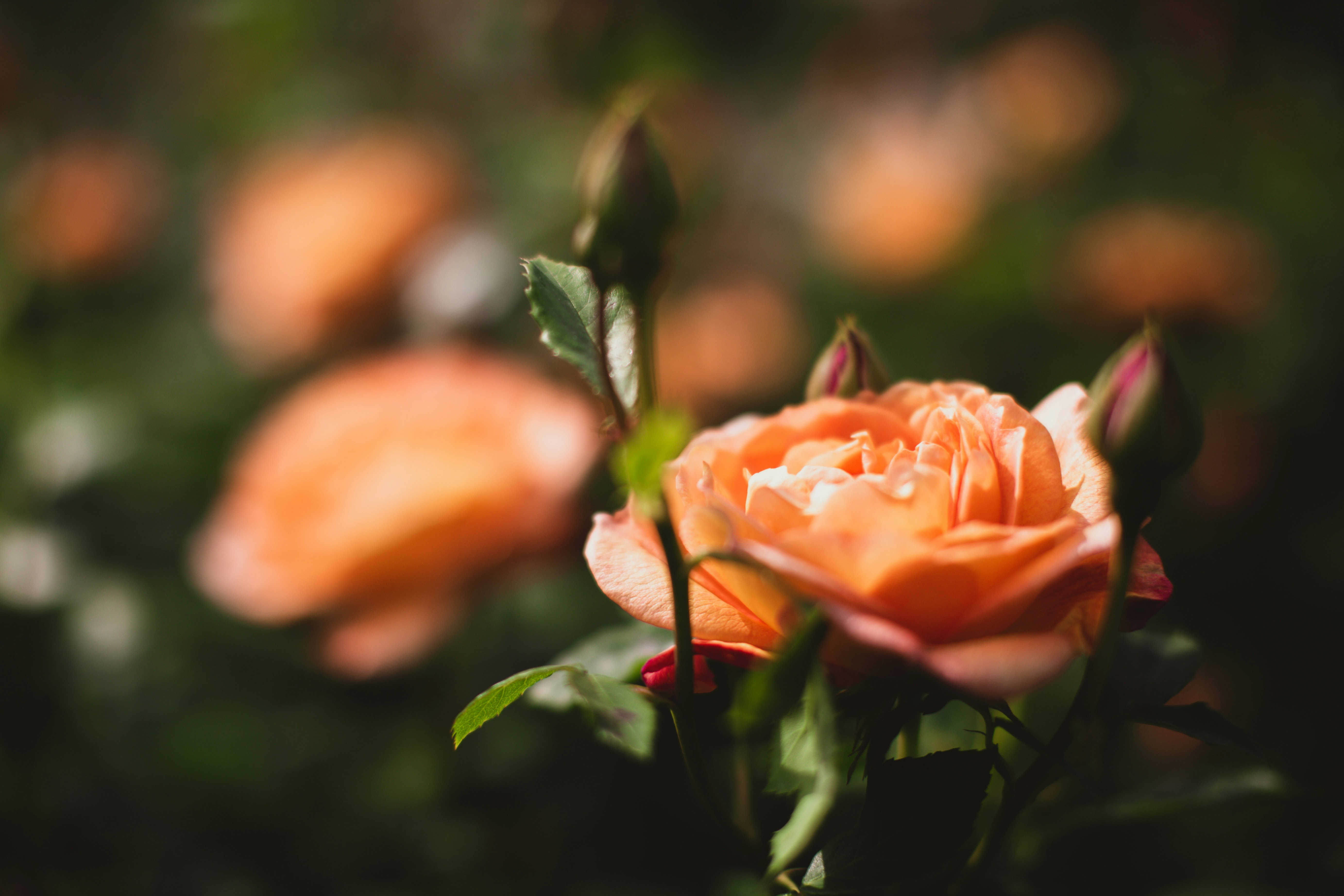 Photo by blackprojection