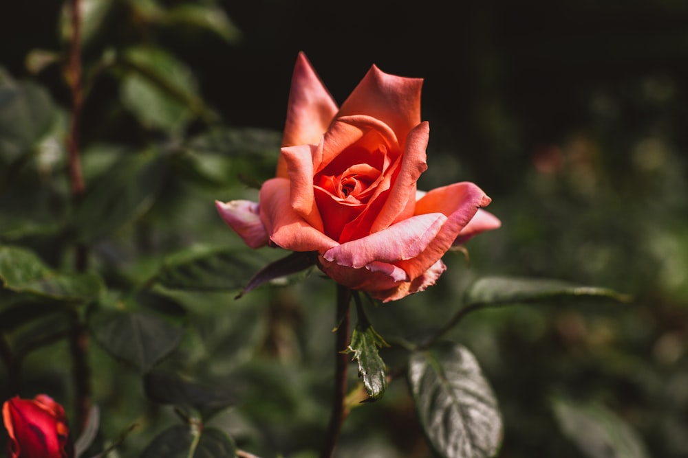 shallow focus photo of orange flower