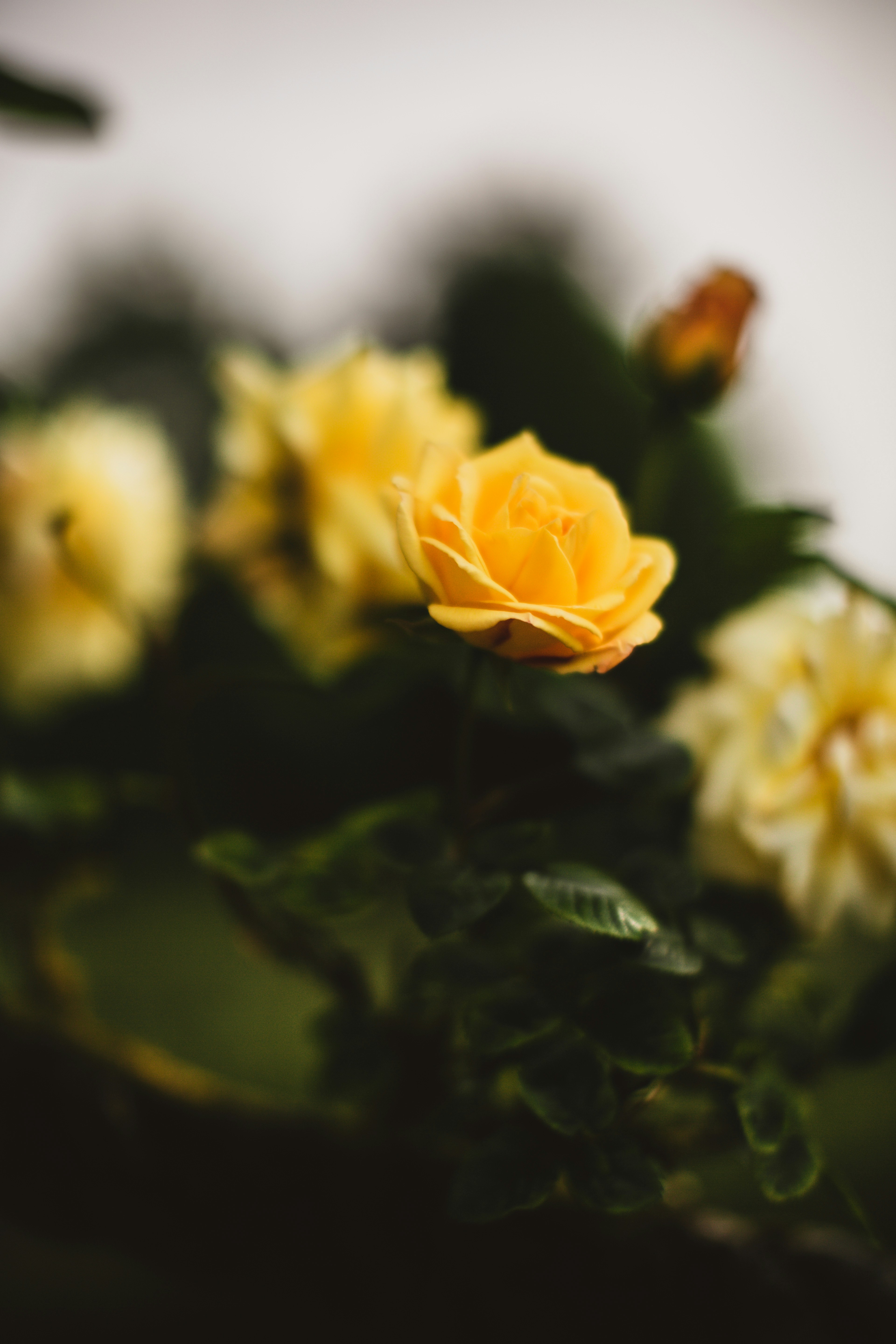 Photo by blackprojection