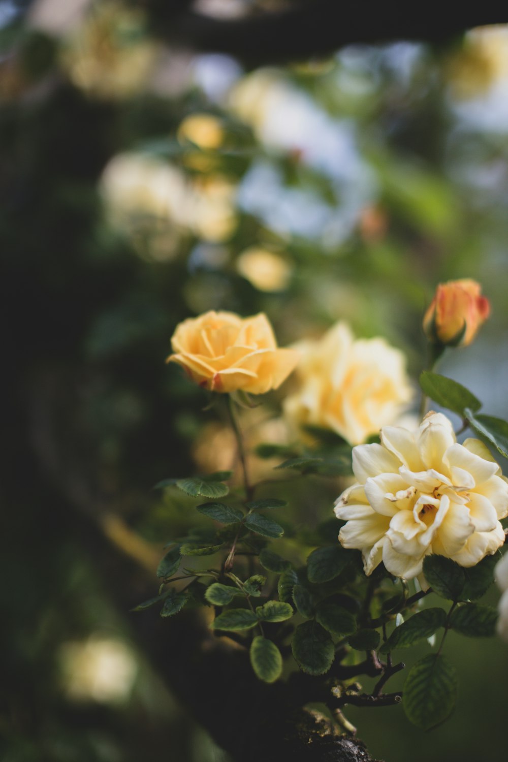 yellow flowered plant