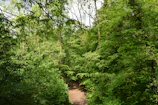 Dense green rainforest trail with sunlight filtering through the leaves