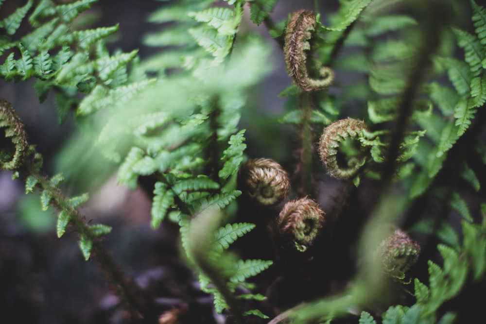 green fern close-up photography