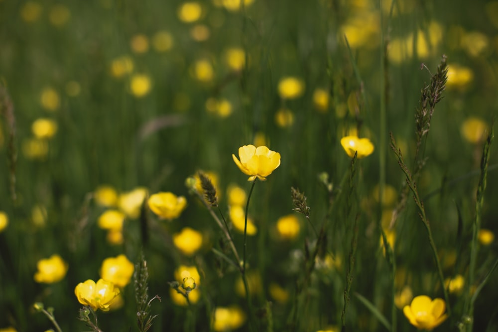 yellow flowers blooming in field