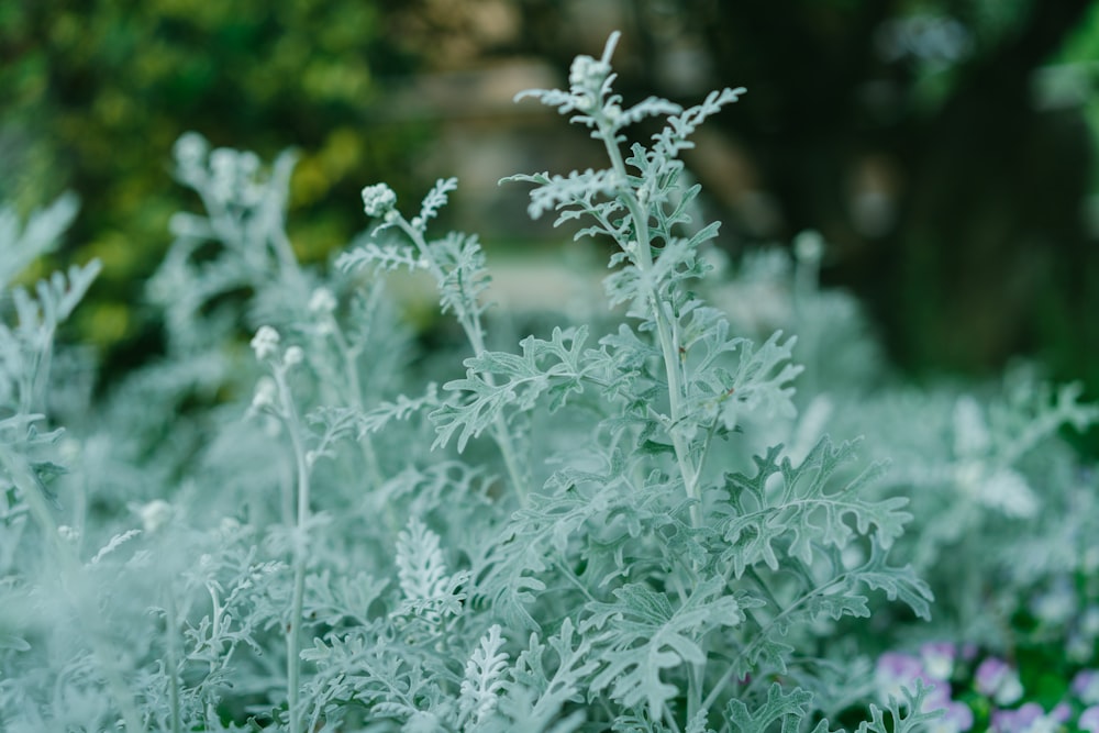 green fern