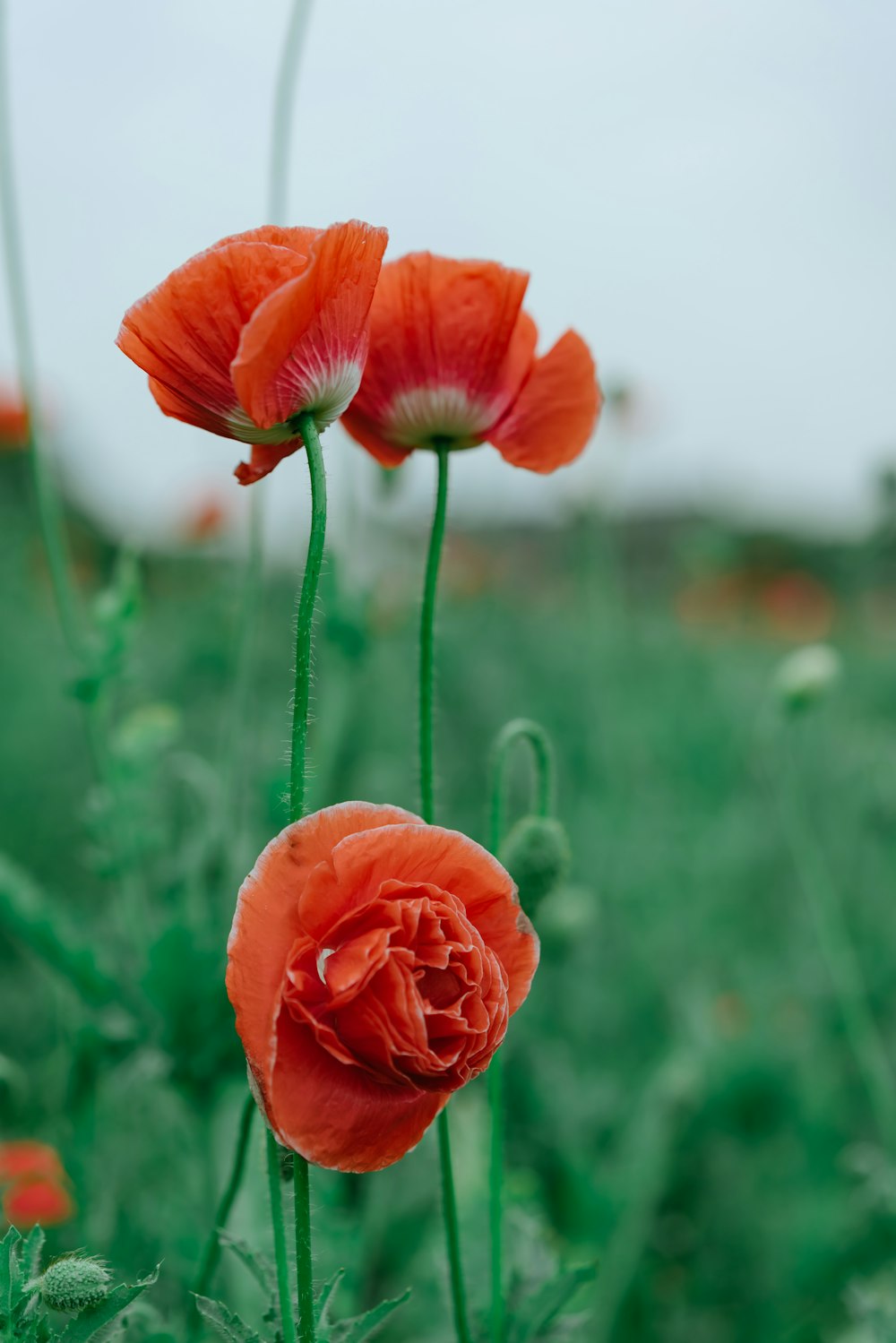 selective focus photography of three orange petaled flowers during daytime