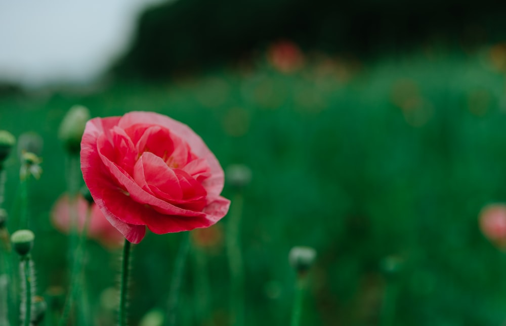 pink flower in selective-focus photography