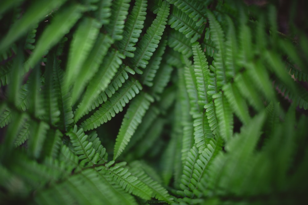 selective focus photography of green Boston ferns