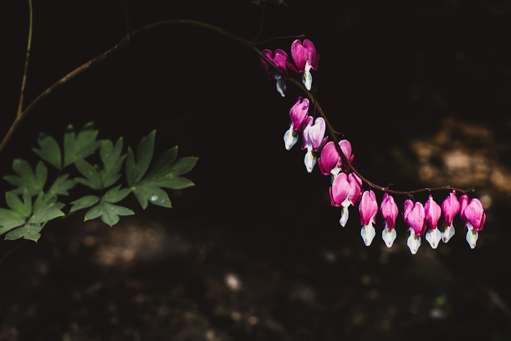 pink petaled flower