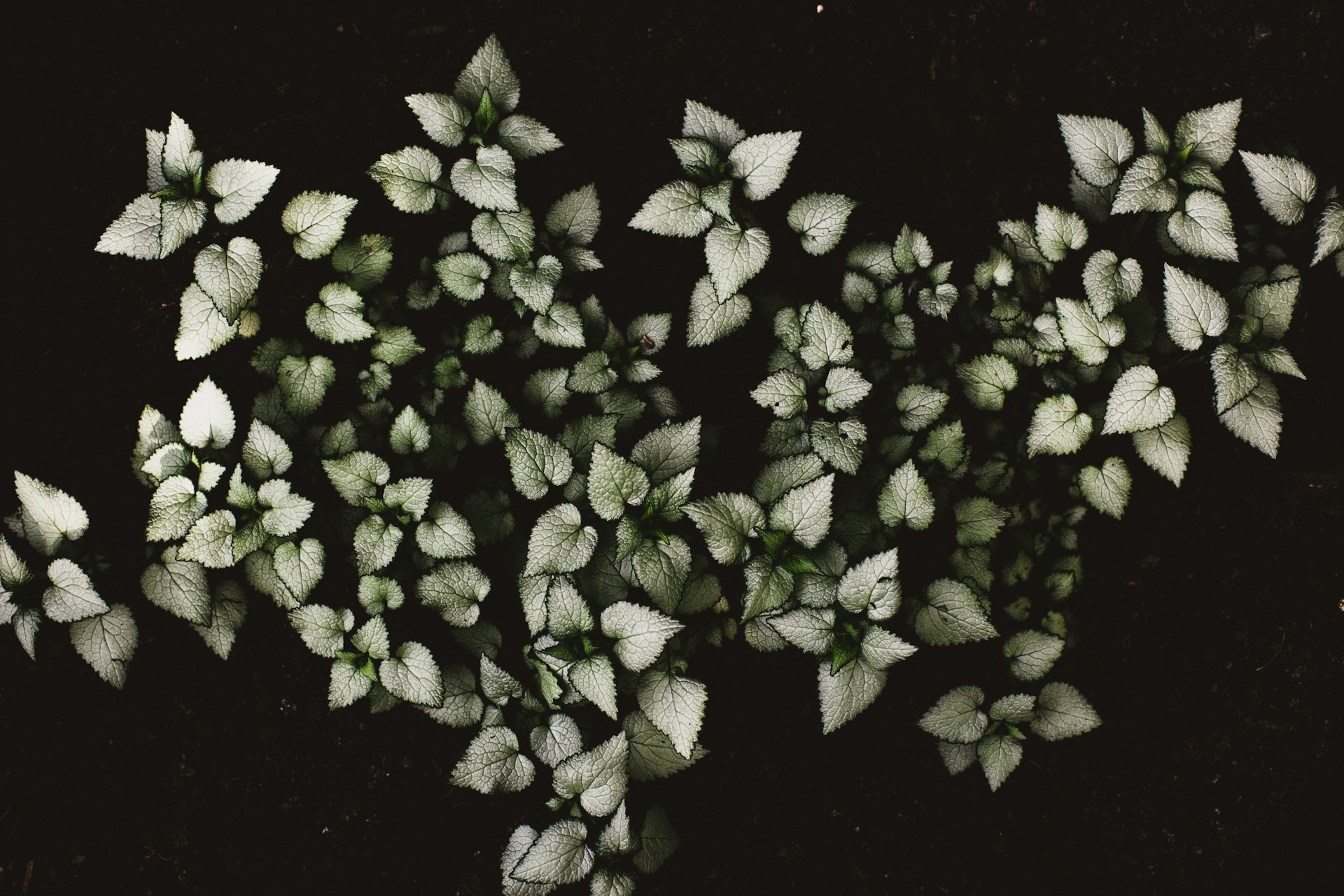 white petaled flowers