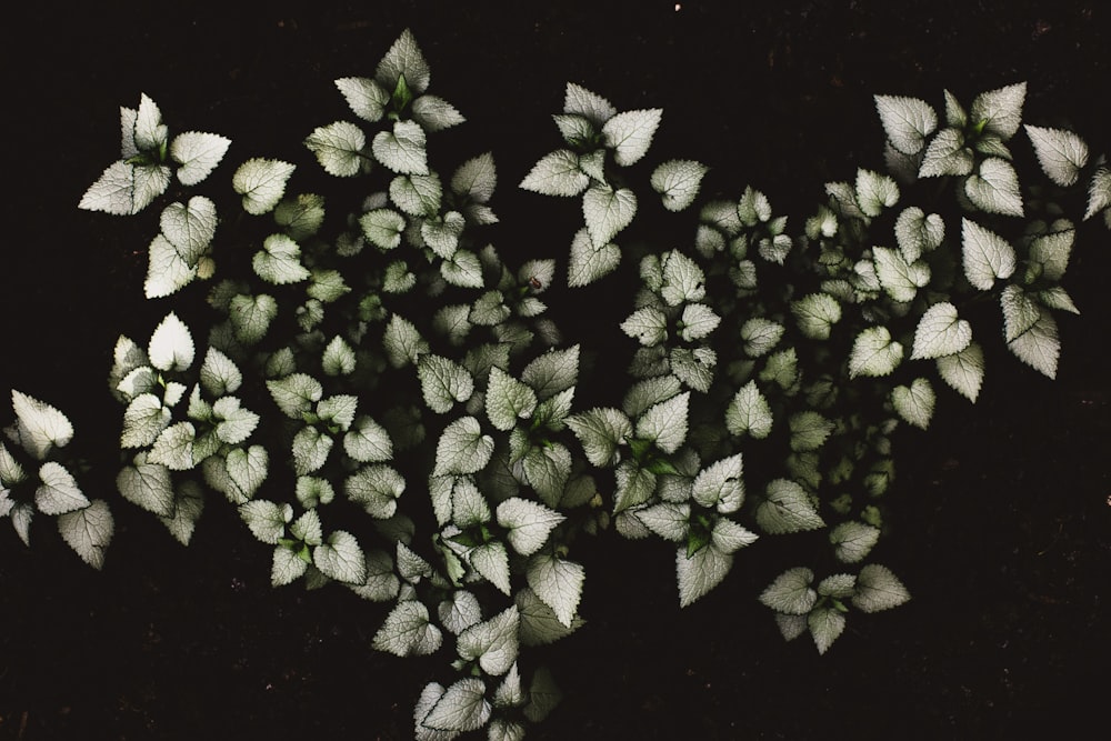 white petaled flowers