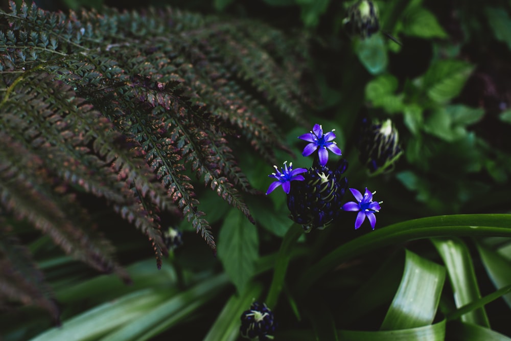 blue petaled flower plant