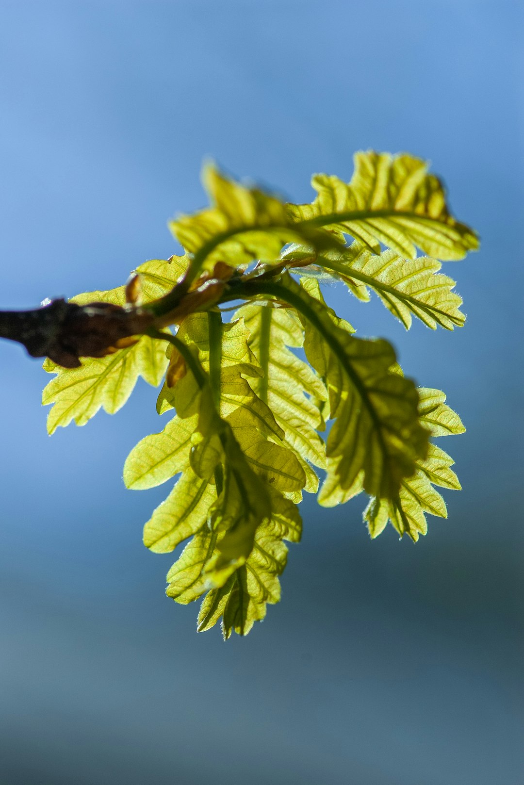 green leaf plant close-up photography