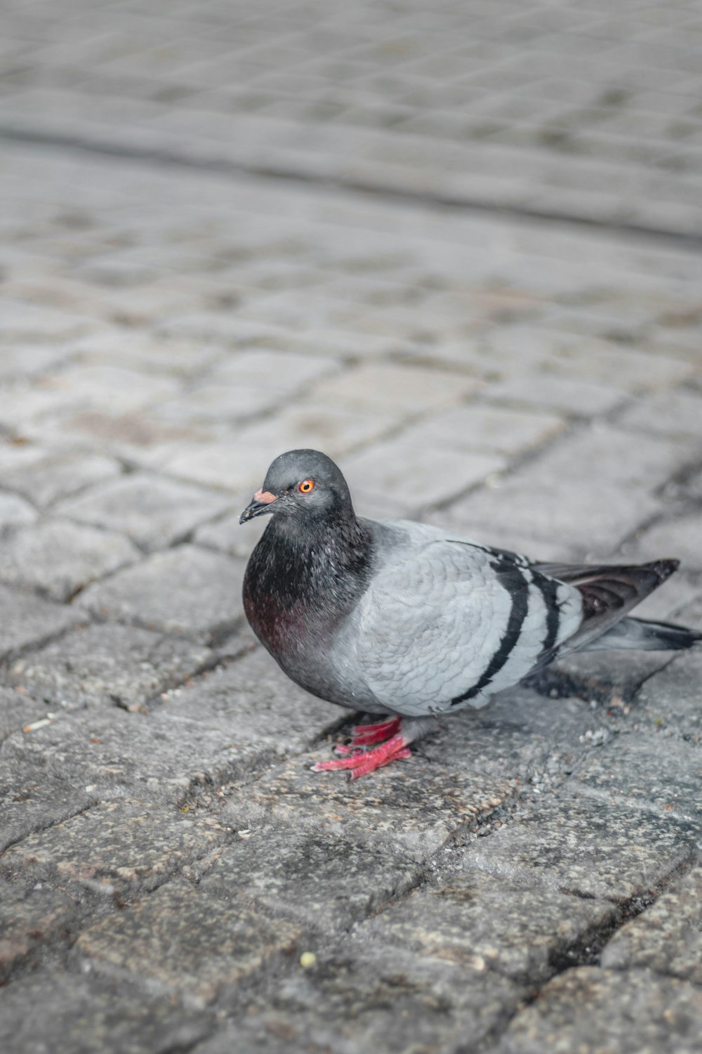 gray and black pigeon on ground