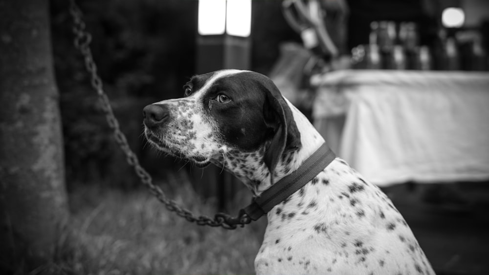 short-coated dog grey-scale photography