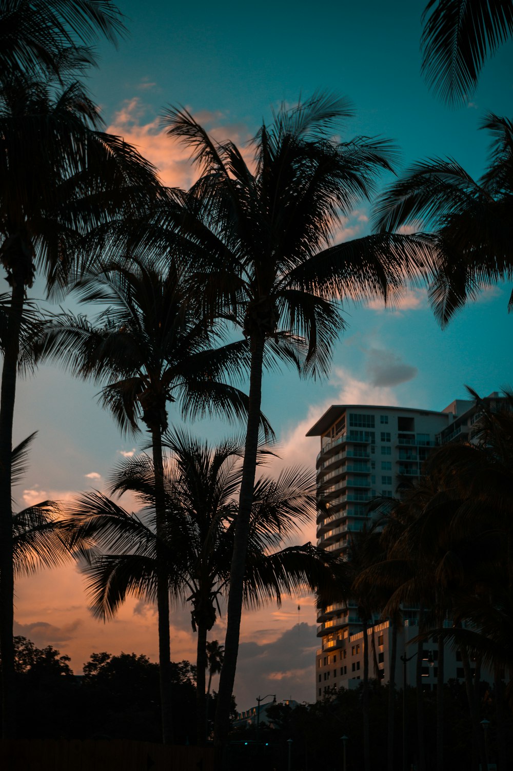 silhouette of green palm trees during golden hour