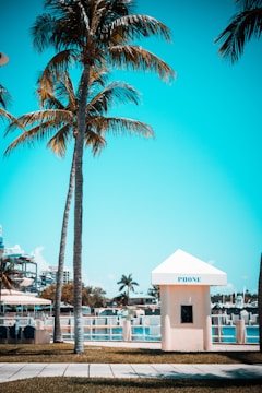 Tall palm trees stand prominently against a vibrant blue sky, casting shadows on a small structure labeled 'PHONE'. The background features a body of water with a marina and various buildings visible.