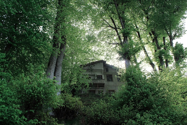A serene estate home nestled among tall trees with soft sunlight filtering through the leaves.
