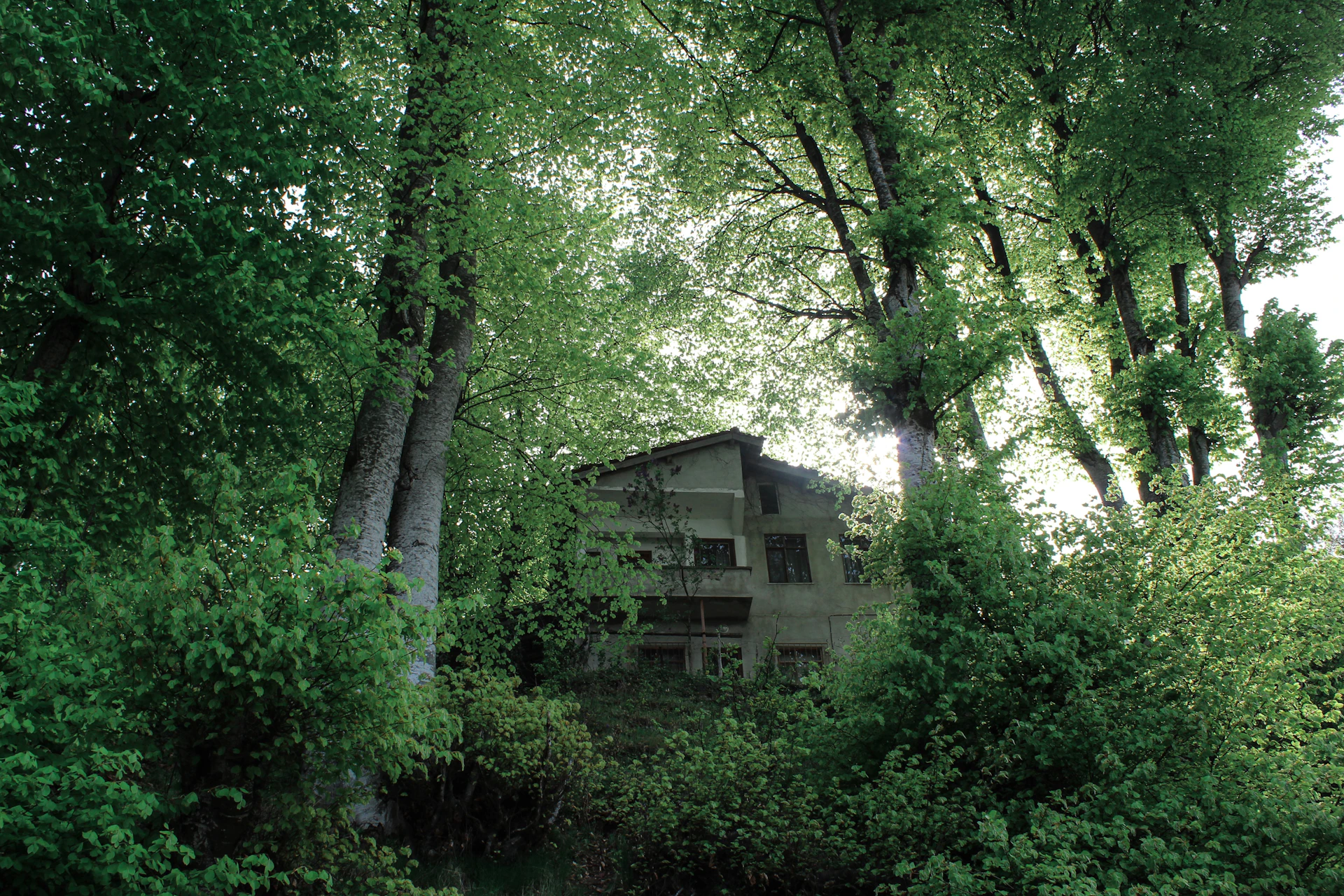 A serene view of the villa nestled among lush green trees with soft sunlight filtering through the leaves.