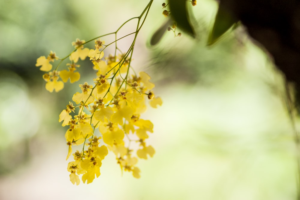 yellow petaled flower close up photography