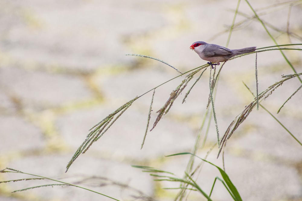 purple and red bird on grass
