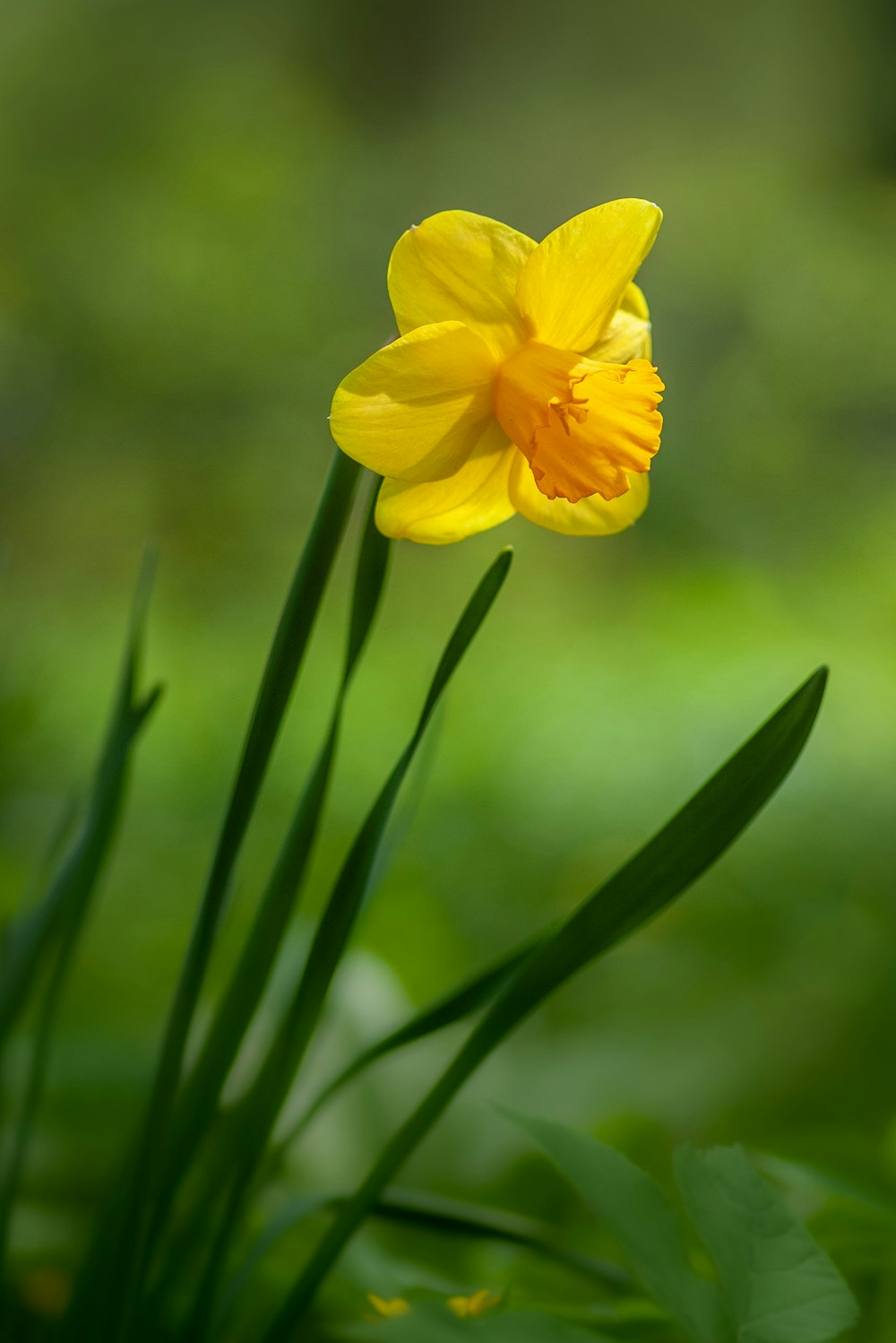 close-up photo of yellow petaled flower