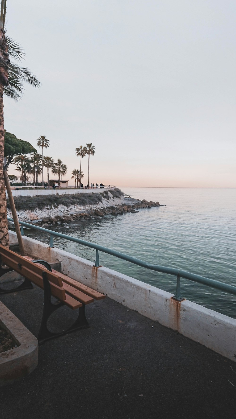 trees near body of water during daytime