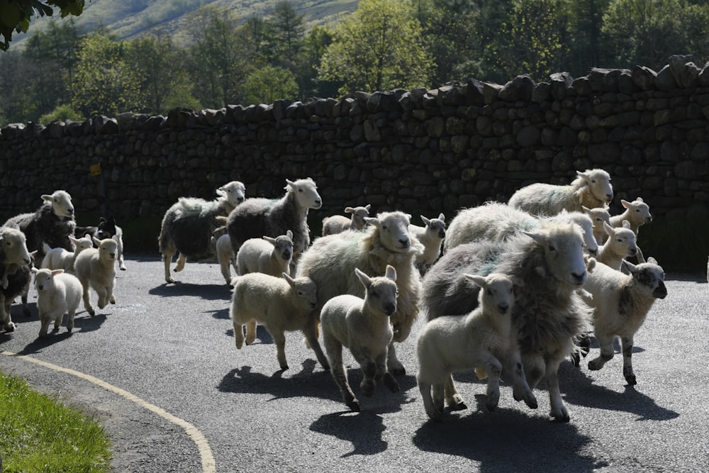 herd of sheep walking on road