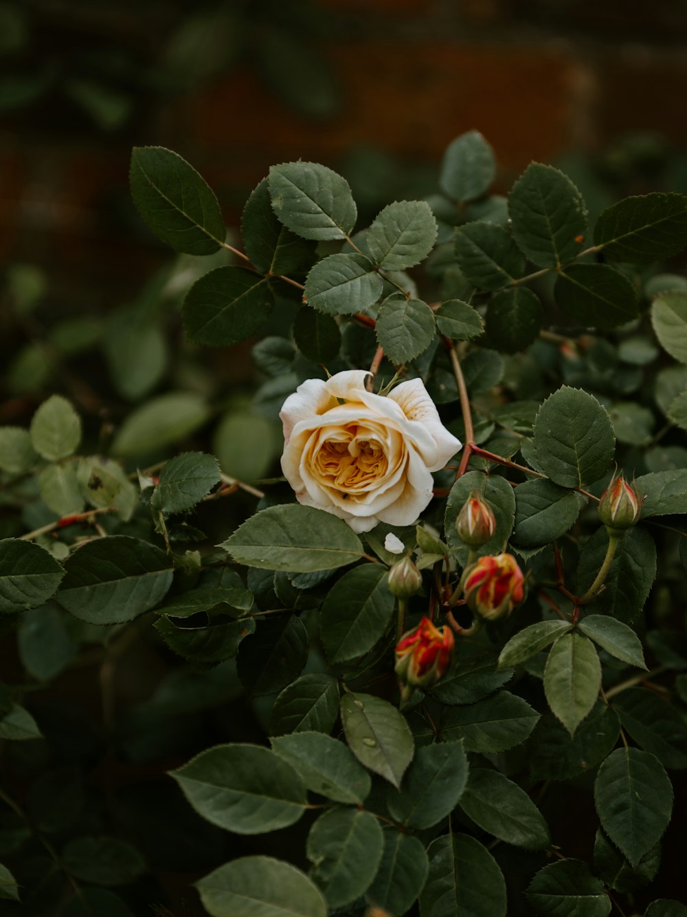 close-up photo of white rose