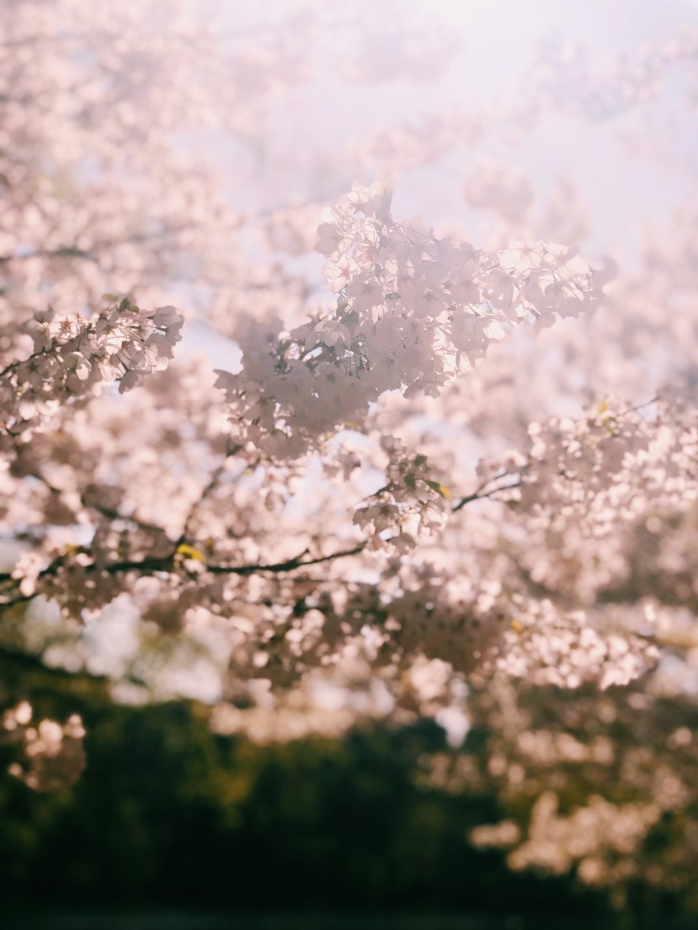 white-flowering tree