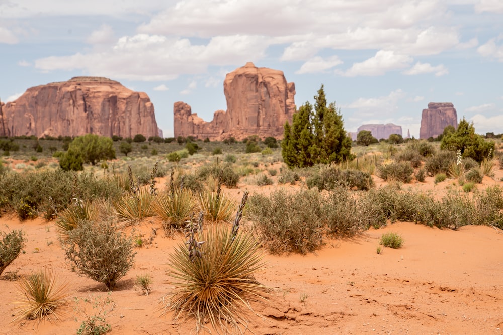 plants on ground at daytime