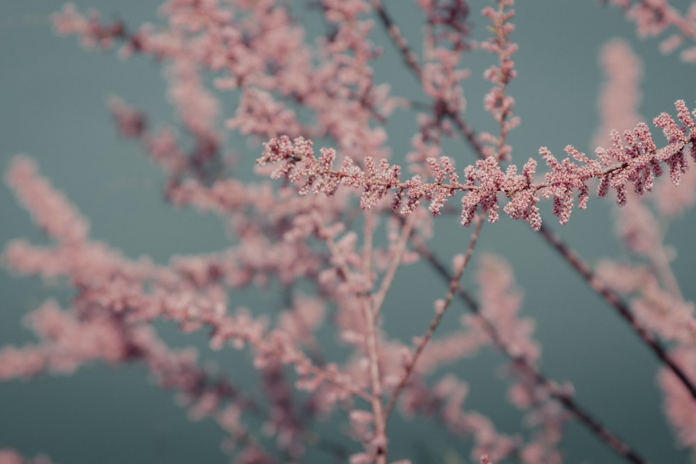 pink leaf tree close-up photography