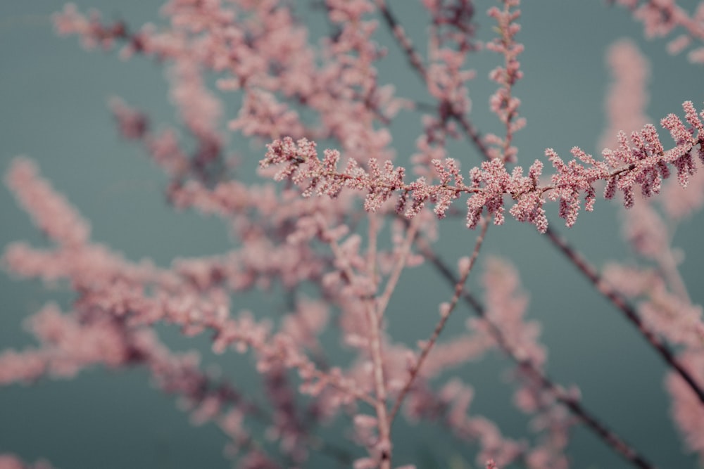 fotografia de close-up da árvore da folha cor-de-rosa