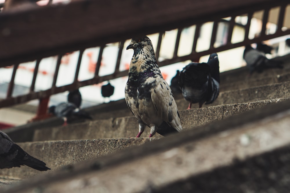 white and black pigeon