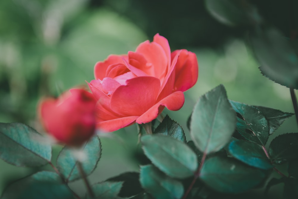 close-up photo of red petaled flowers