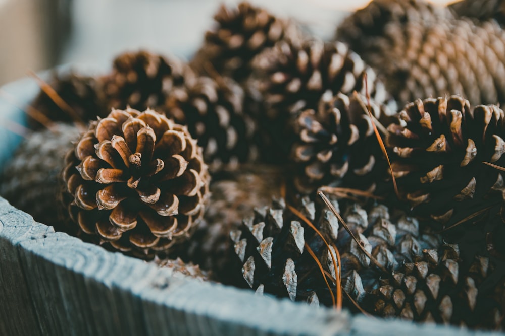 bucket of brown pine cones