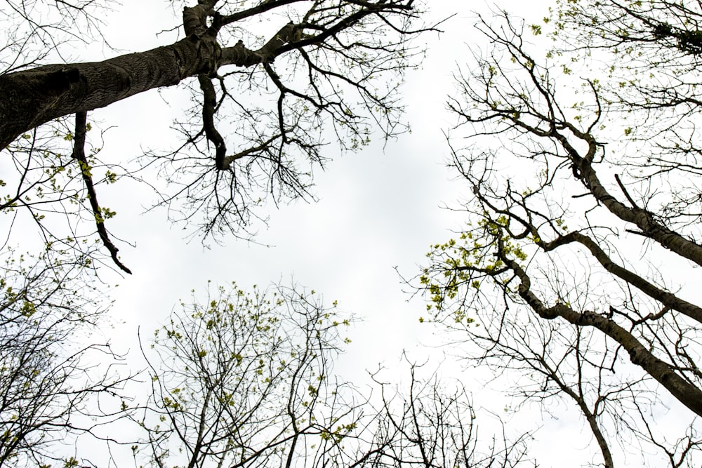 low angle photo of bare trees