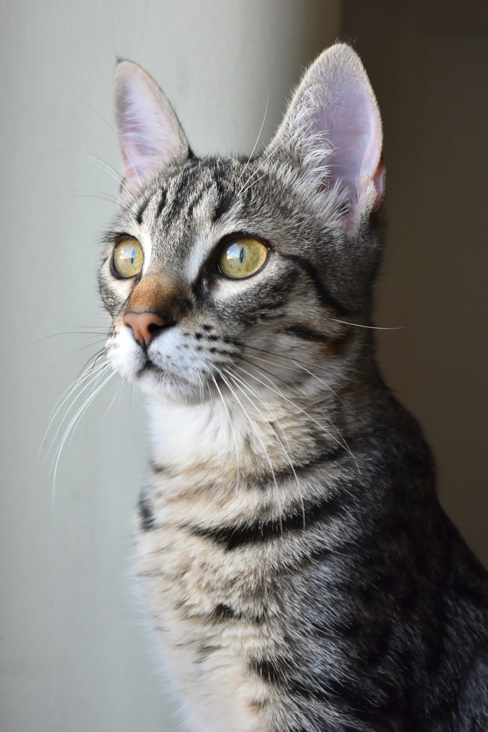 Foto em close-up do gatinho marrom Tabby