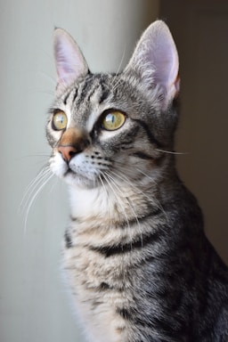 pet photography,how to photograph close-up photo of brown tabby kitten