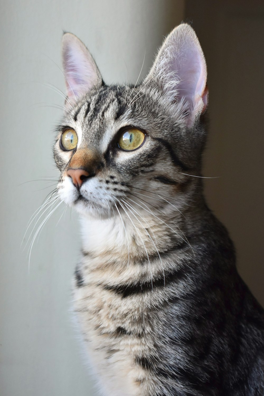 close-up photo of brown tabby kitten